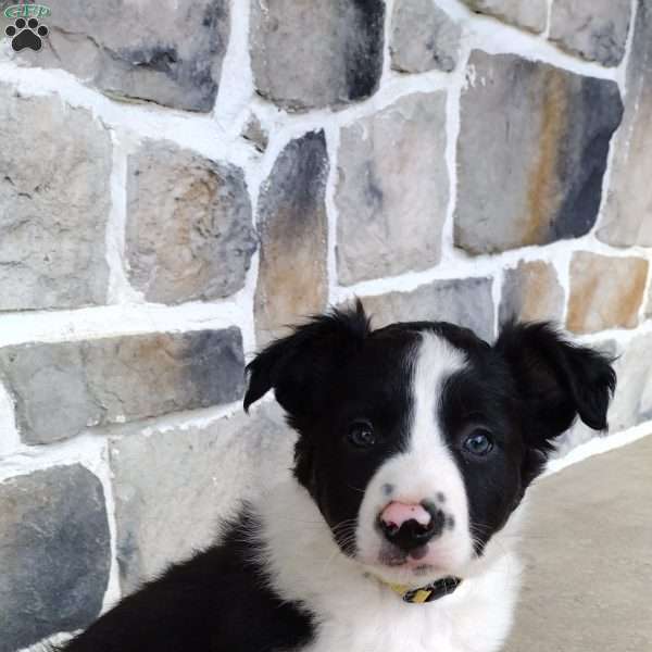 Yellow, Border Collie Puppy